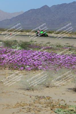 media/Feb-04-2023-SoCal Trackdays (Sat) [[8a776bf2c3]]/Turn 15 Inside Blooming (1050am)/